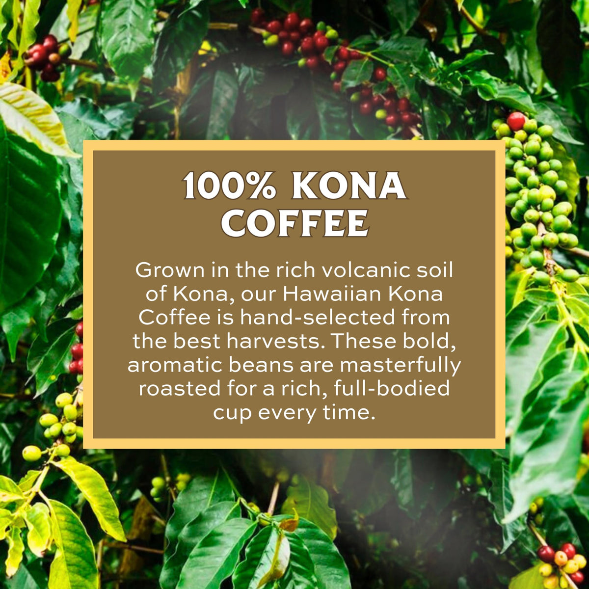 Lion Coffee 24K Gold Roast packaging highlighting freshness and aroma.