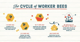Local Hive label highlights 100% U.S. sourcing from American beekeepers.