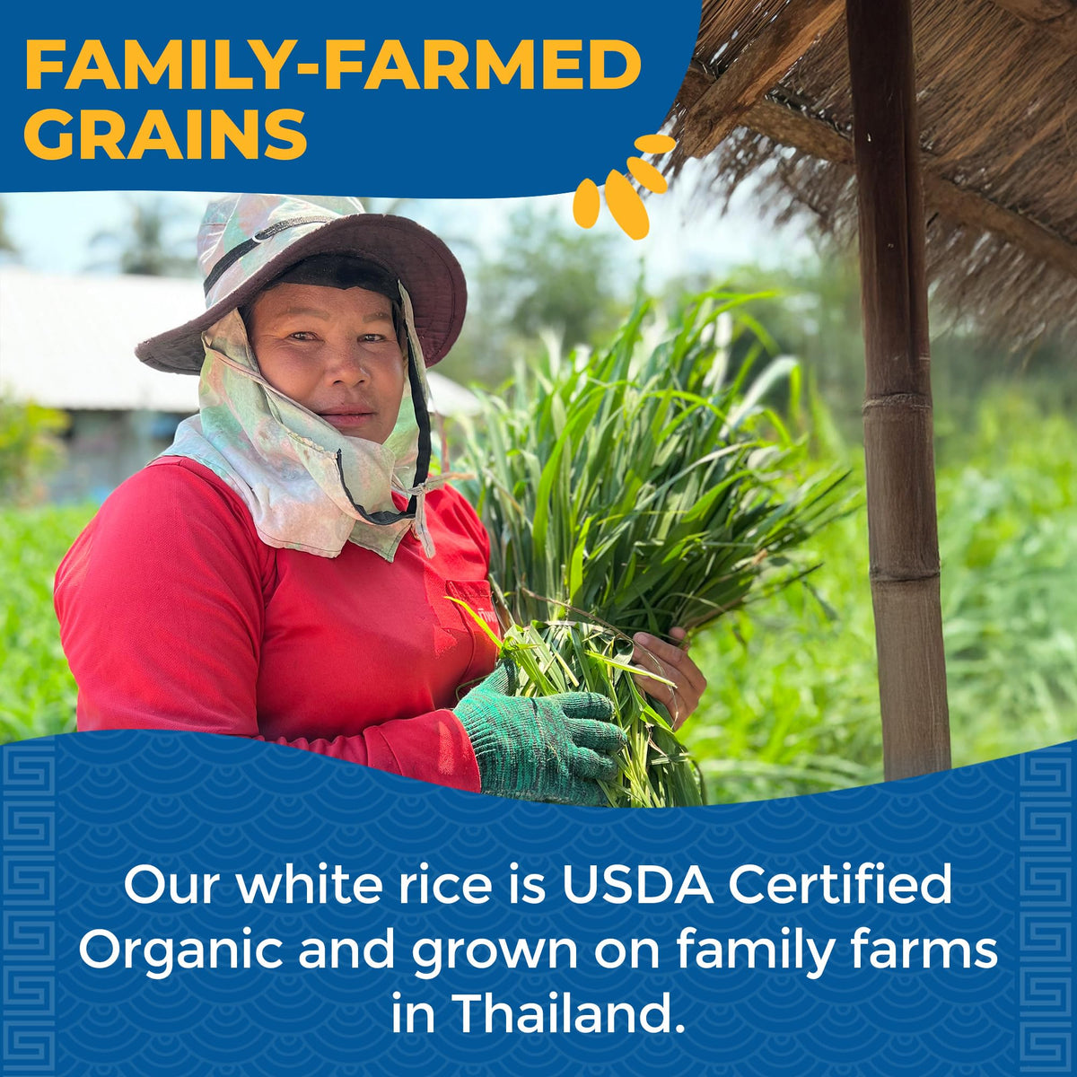 Lotus Foods Cambodian small-farm fields illustrating More Crop Per Drop concept.