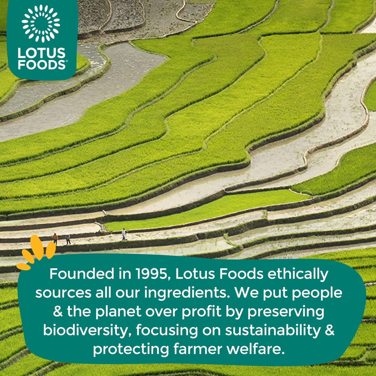 Lotus Foods sustainable sourcing—supports farmers and biodiversity.