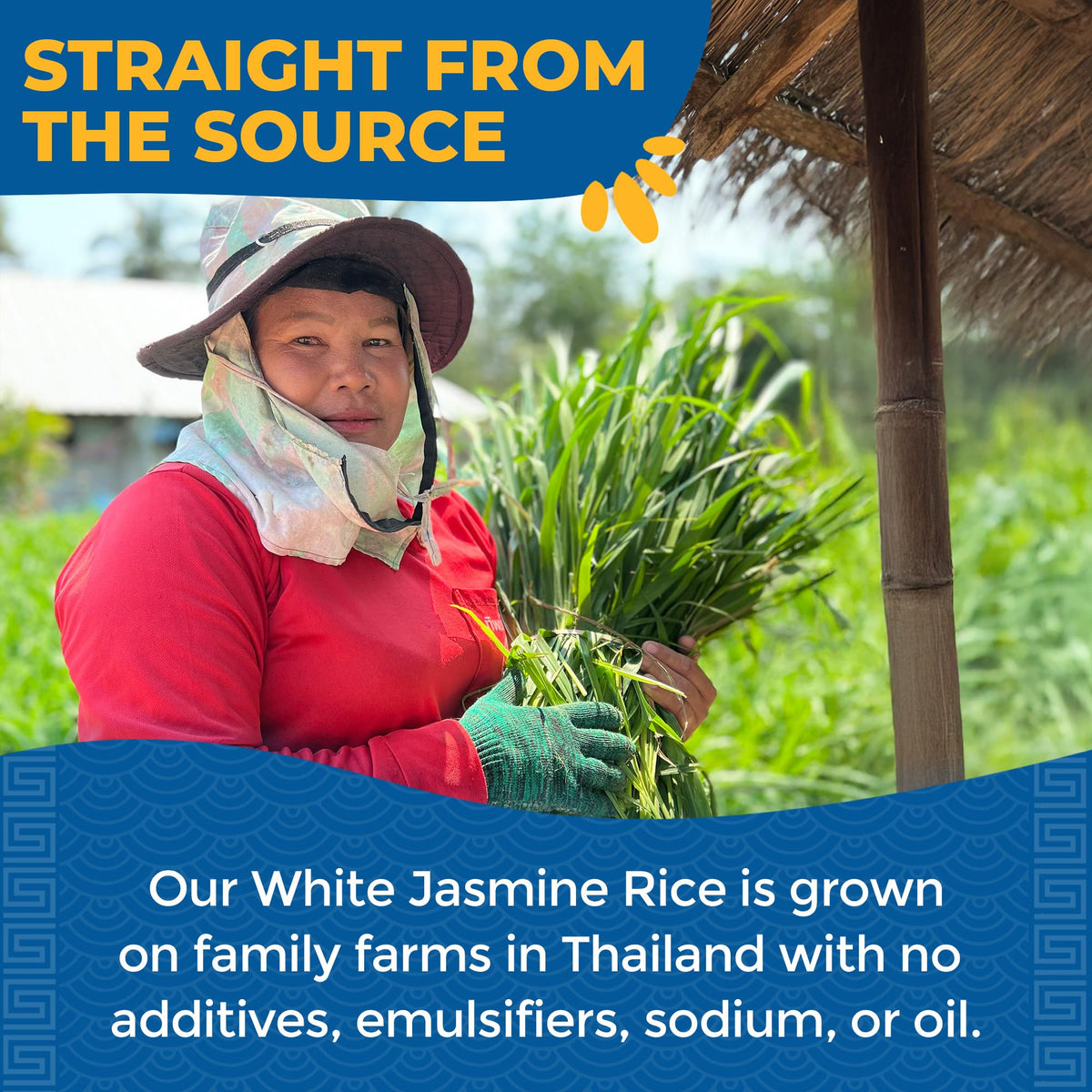 Lotus Foods farmers in Thailand promote biodiversity through sustainable farming