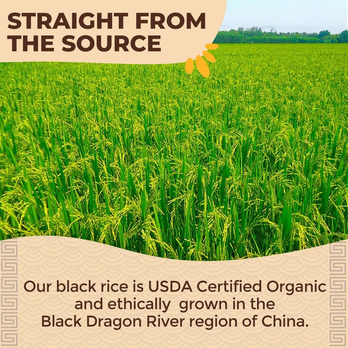 Lotus Foods gluten-free packaging close-up, certified gluten-free and Non-GMO.
