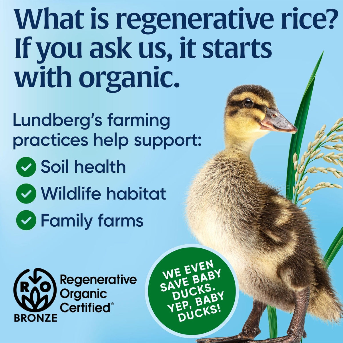 Lundberg brown rice long grain cooked serving, fluffy texture ideal for everyday meals.