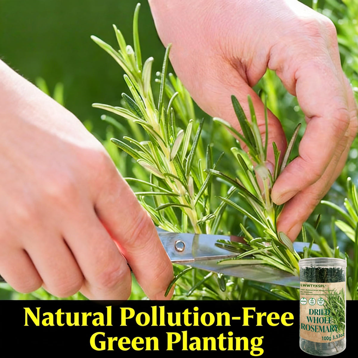 LWWTYKSPL rosemary infusion for teas and hot beverages.