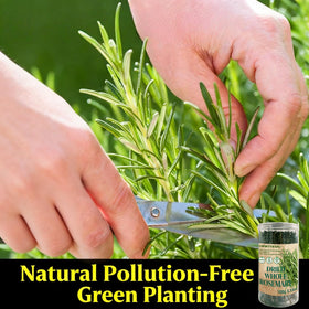 LWWTYKSPL rosemary infusion for teas and hot beverages.