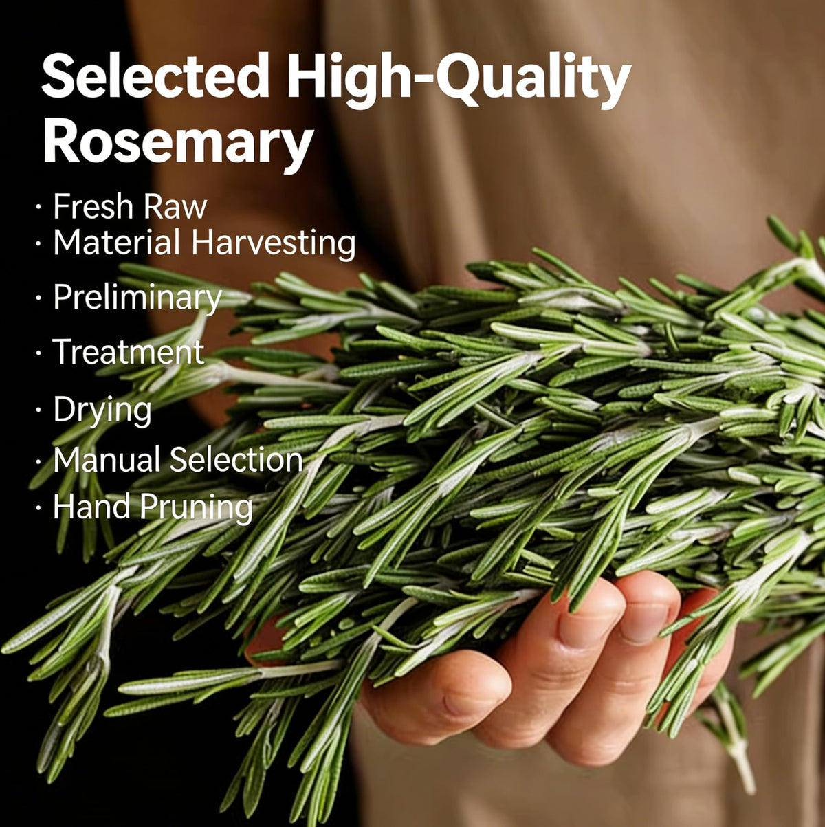 LWWTYKSPL rosemary whole sprigs ready for cooking and infusion.