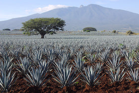 Agave as a syrup substitute in recipes.