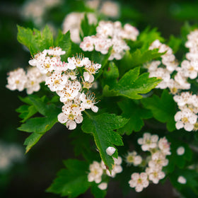 MagJo Naturals packaged in USA facility ensures clean, safe processing.