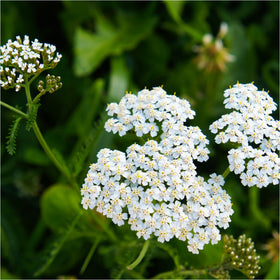 MagJo Naturals yarrow tea in cup evokes earthy, soothing aroma.