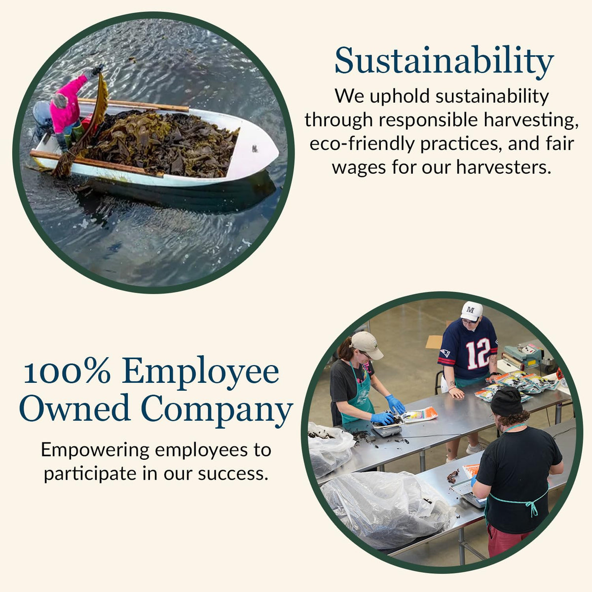 Maine Coast Sea Vegetables dulse flakes closeup shows crisp texture and color.