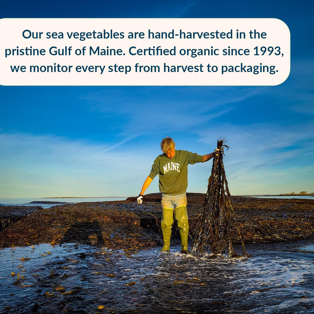 Maine Coast Sea Vegetables Dulse Flakes as salt substitute in meals