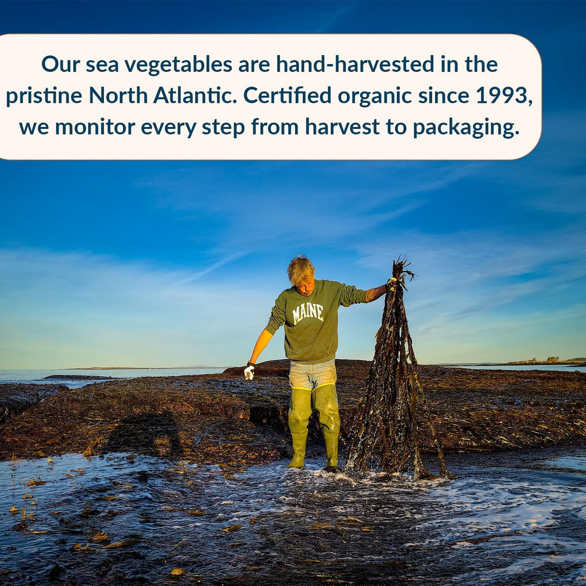 Maine Coast Sea Vegetables kelp granules blend sprinkled over salad dressing