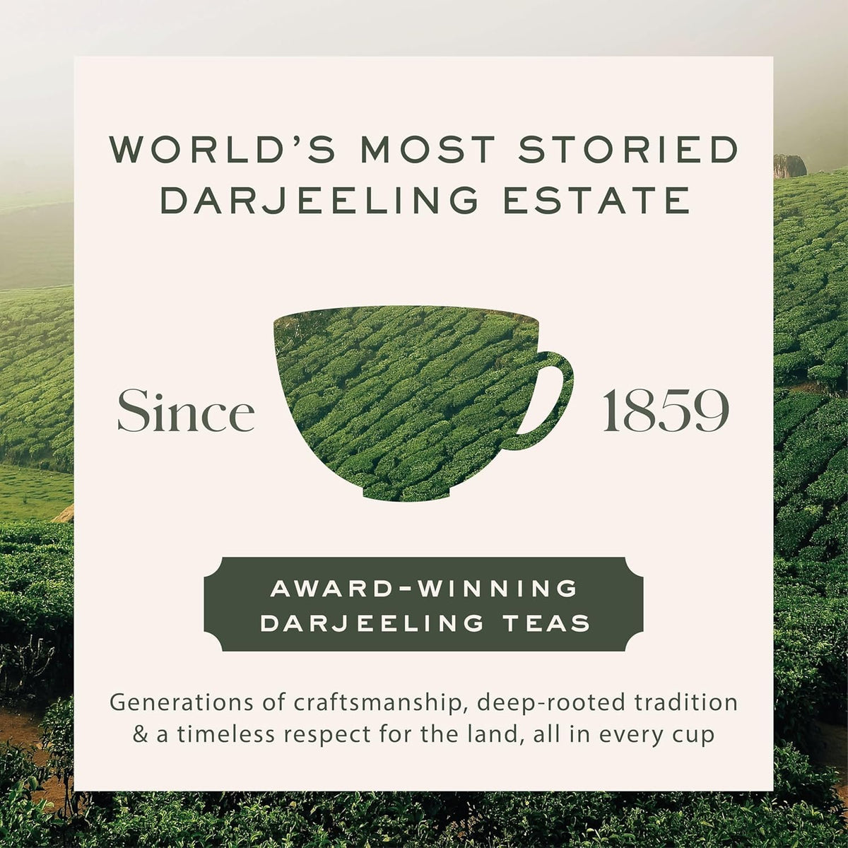 Makaibari loose leaf tea in a cup shows a bright, clean infusion.