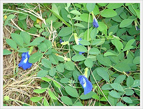 Makalin Brand Butterfly Pea Flowers Closeup – rich color for tea and colorful drinks.