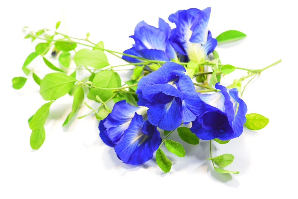 Makalin Brand Butterfly Pea Tea Brew – glass shows vibrant hue from dried blossoms.