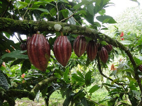 Mana Cacao no-sugar-added packaging for clean preparation.