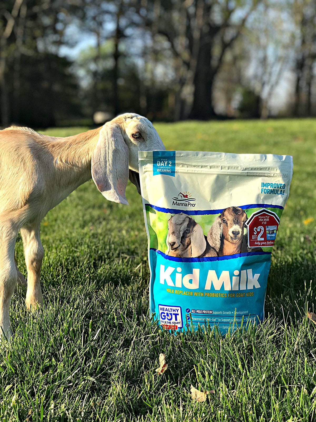 Young goat being fed after bottle-feeding with goat kid milk replacer