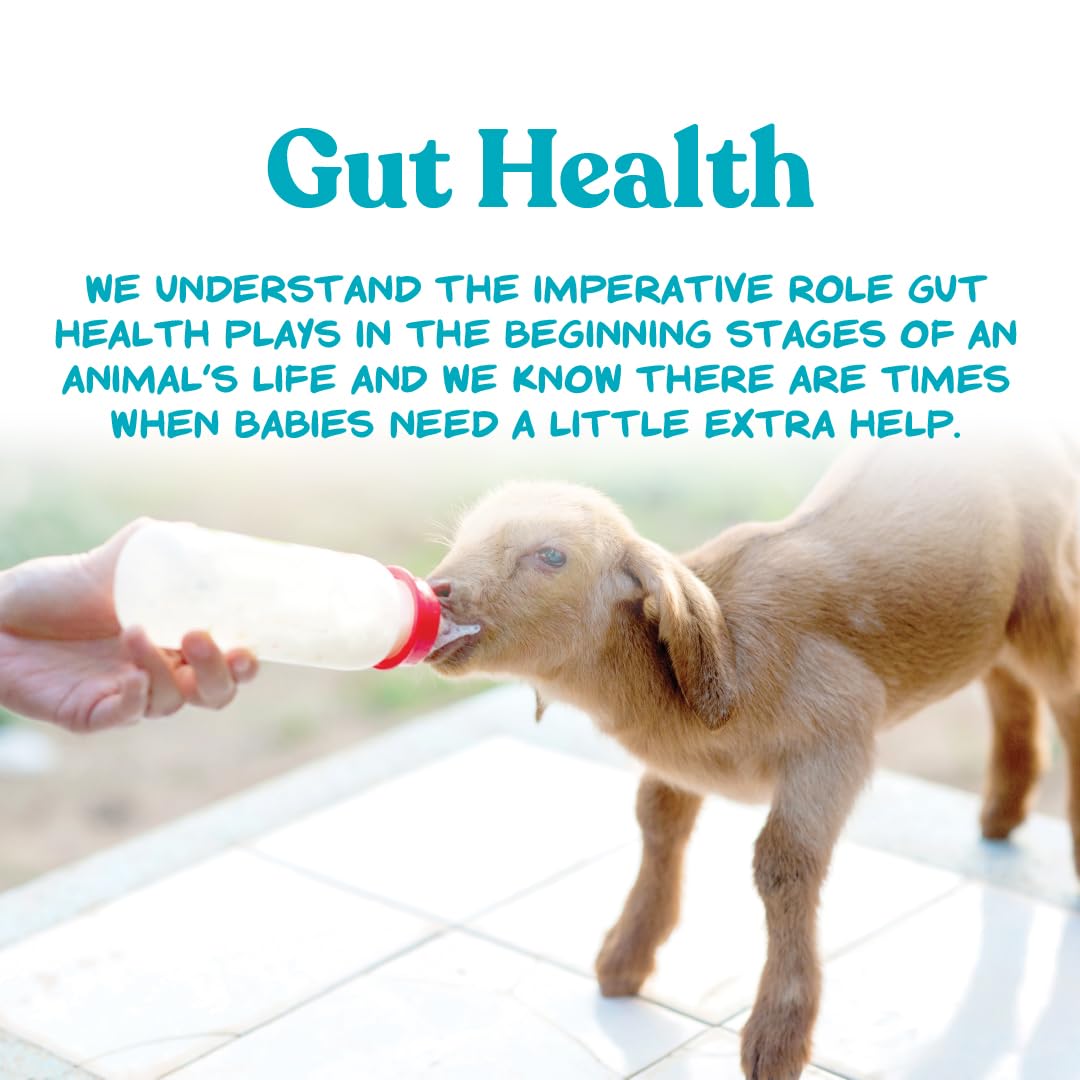 Young goat enjoying warm replacer illustrates digestible nutrition in practice