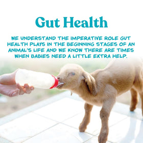 Young goat enjoying warm replacer illustrates digestible nutrition in practice