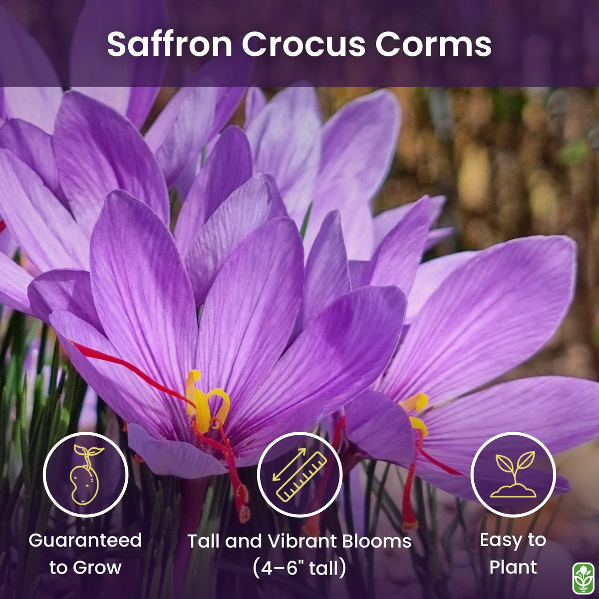 Marde Ross 10+ cm saffron crocus corms for a robust spring-to-fall setup