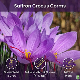 Marde Ross 10+ cm saffron crocus corms for a robust spring-to-fall setup
