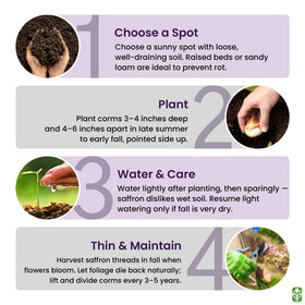 Large corms offer potential yield when given sun and well-drained soil.