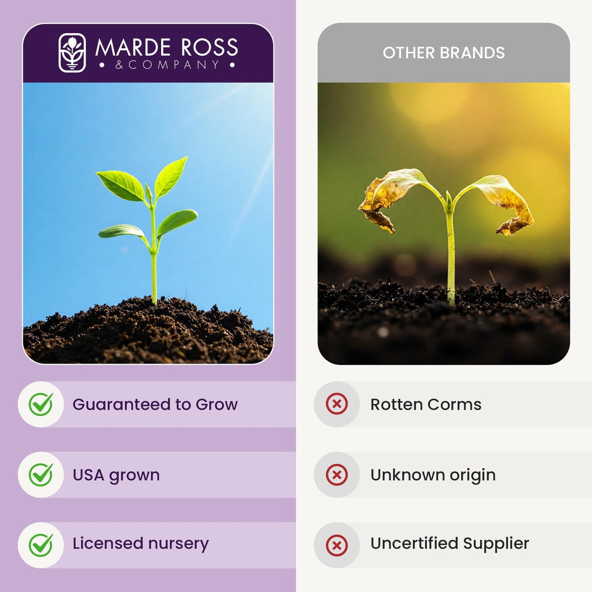Marde Ross high-quality saffron corms carefully inspected and packaged
