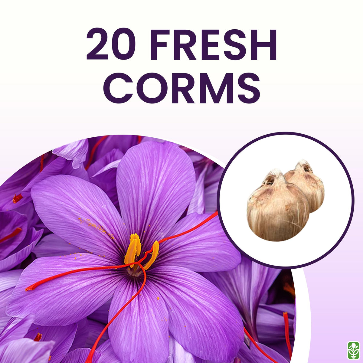 Ready-to-plant saffron corms by Marde Ross support vibrant blooms.
