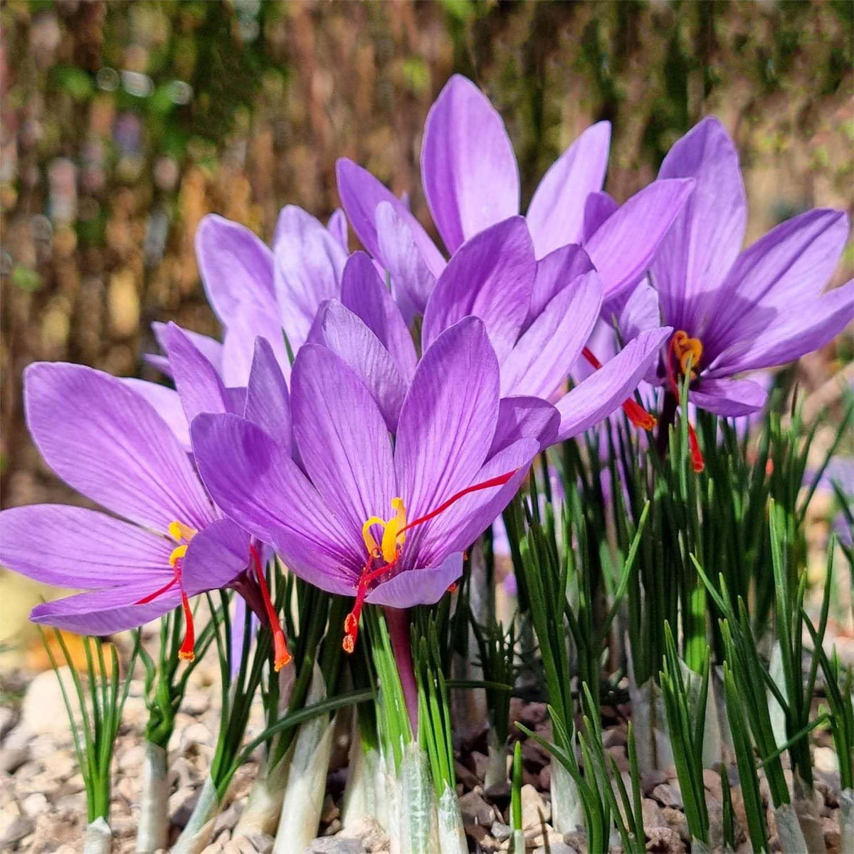 Marde Ross saffron crocus flower close-up showing three stigmas for saffron spice.