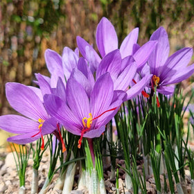 Marde Ross saffron crocus flower close-up showing three stigmas for saffron spice.