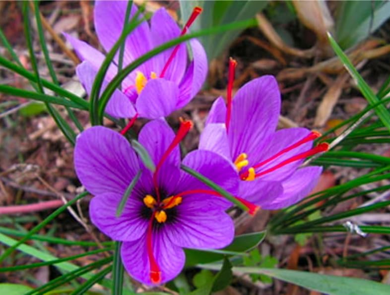 Marde Ross saffron corms make a wonderful gift for cooks and gardeners.