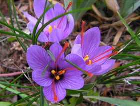 Marde Ross saffron corms make a wonderful gift for cooks and gardeners.
