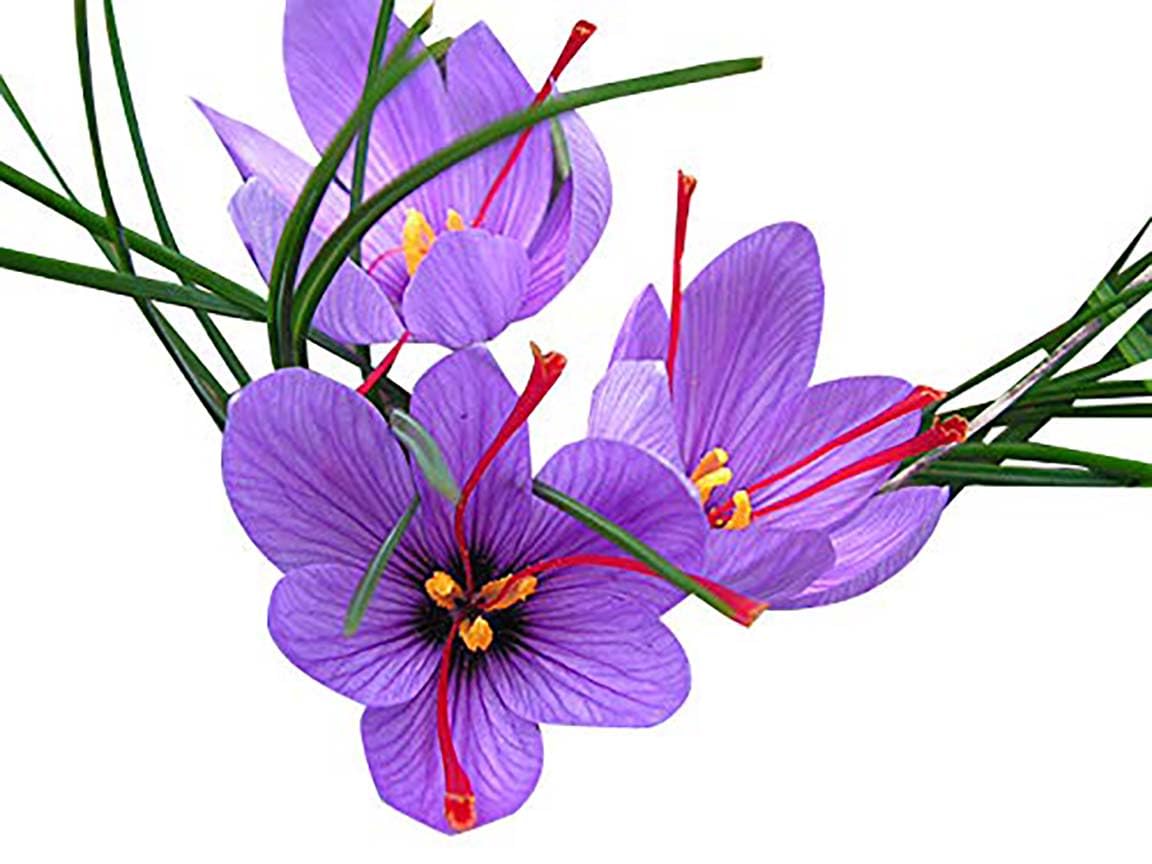 Marde Ross saffron corms require watering after planting for healthy establishment.