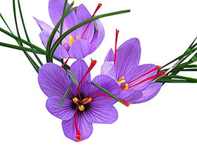 Marde Ross saffron corms require watering after planting for healthy establishment.