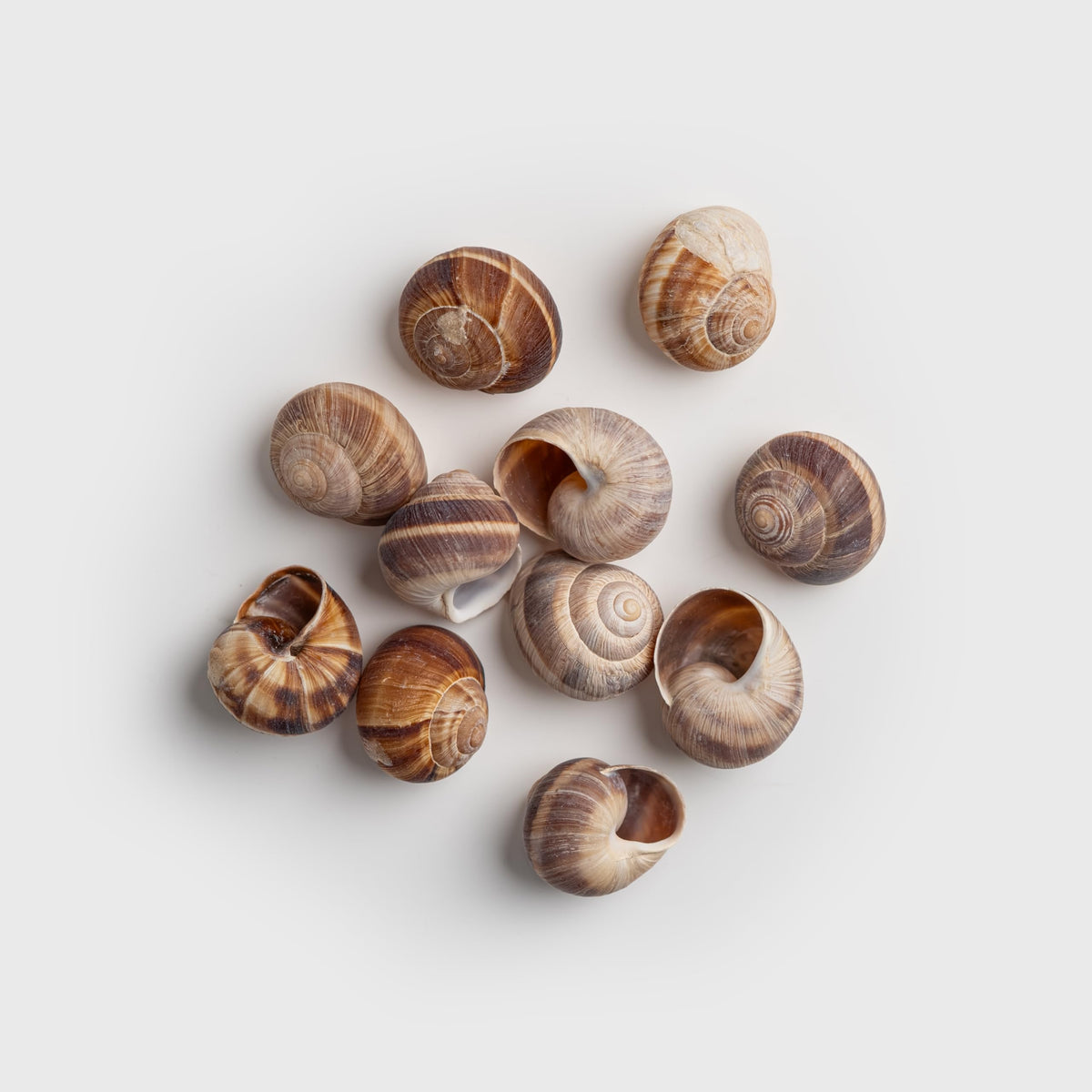 Empty shells ready for filling, perfect for classic escargot dishes.