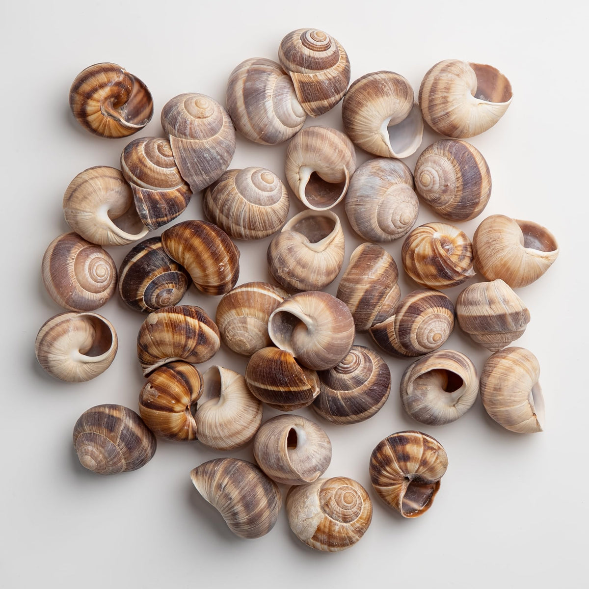 Extra-large MARKY'S shells designed for substantial servings and impressive plates.