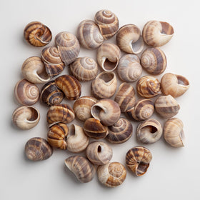 Extra-large MARKY'S shells designed for substantial servings and impressive plates.