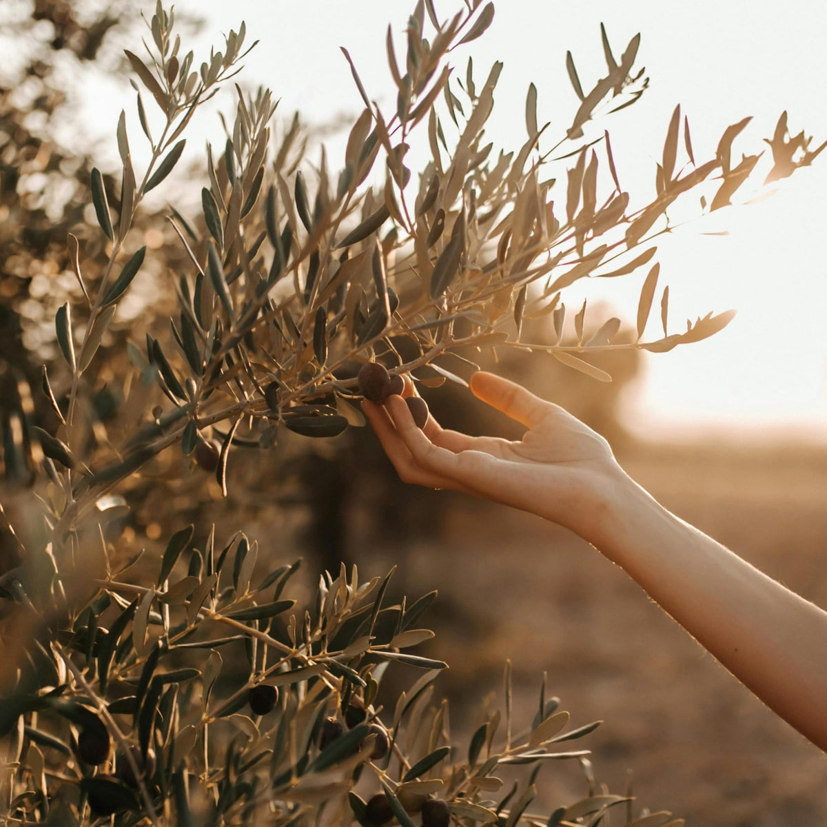 Marmarabirlik olives suitable for vegan, kosher, and halal diets