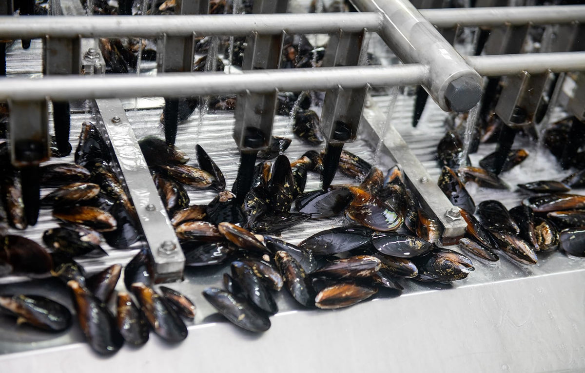 Matiz Mussels dish-ready plate illustrating convenient ready-to-serve seafood