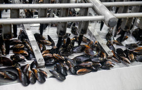 Matiz Mussels dish-ready plate illustrating convenient ready-to-serve seafood