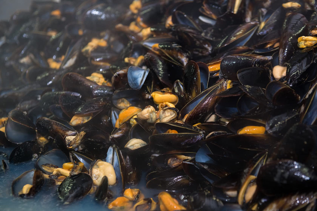 Matiz Mussels served with pasta scene for a weeknight dinner