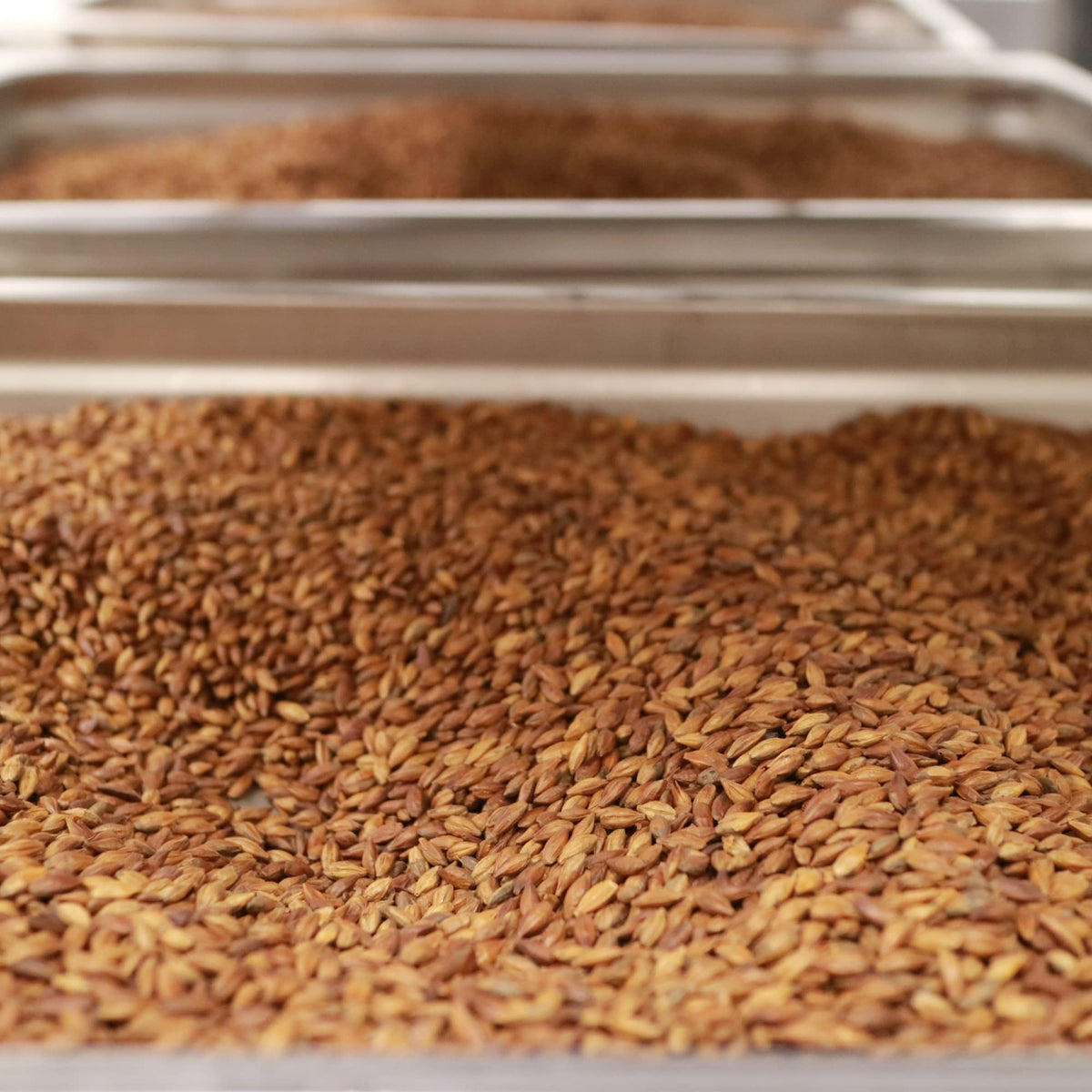 McCabe Organic Barley Tea packaging reflects sustainable organic quality.