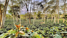 Mesa de los Santos filter brew cup showcasing clean, nuanced notes
