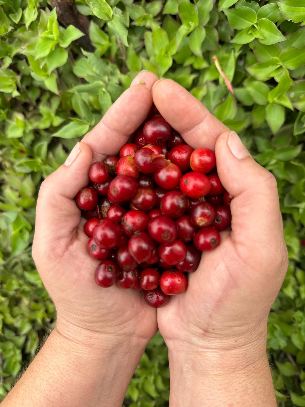 Mesa de los Santos hand-picked beans with rich color and aroma