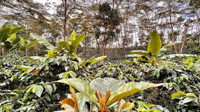 Mesa de los Santos roasted beans close-up, origin-at-origin roasting flavor.