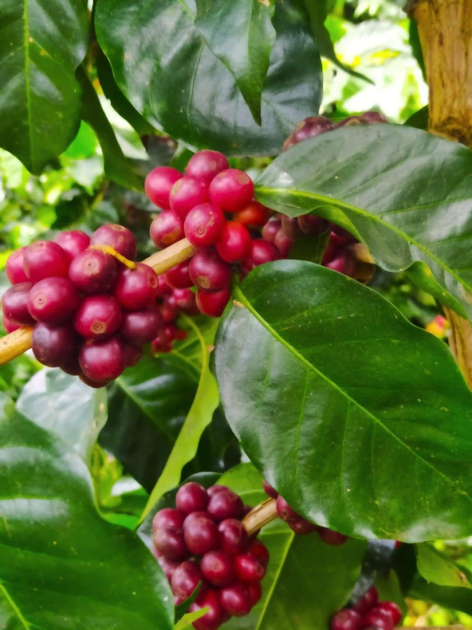 Mesa de los Santos tasting cup, balanced body with smooth finish.