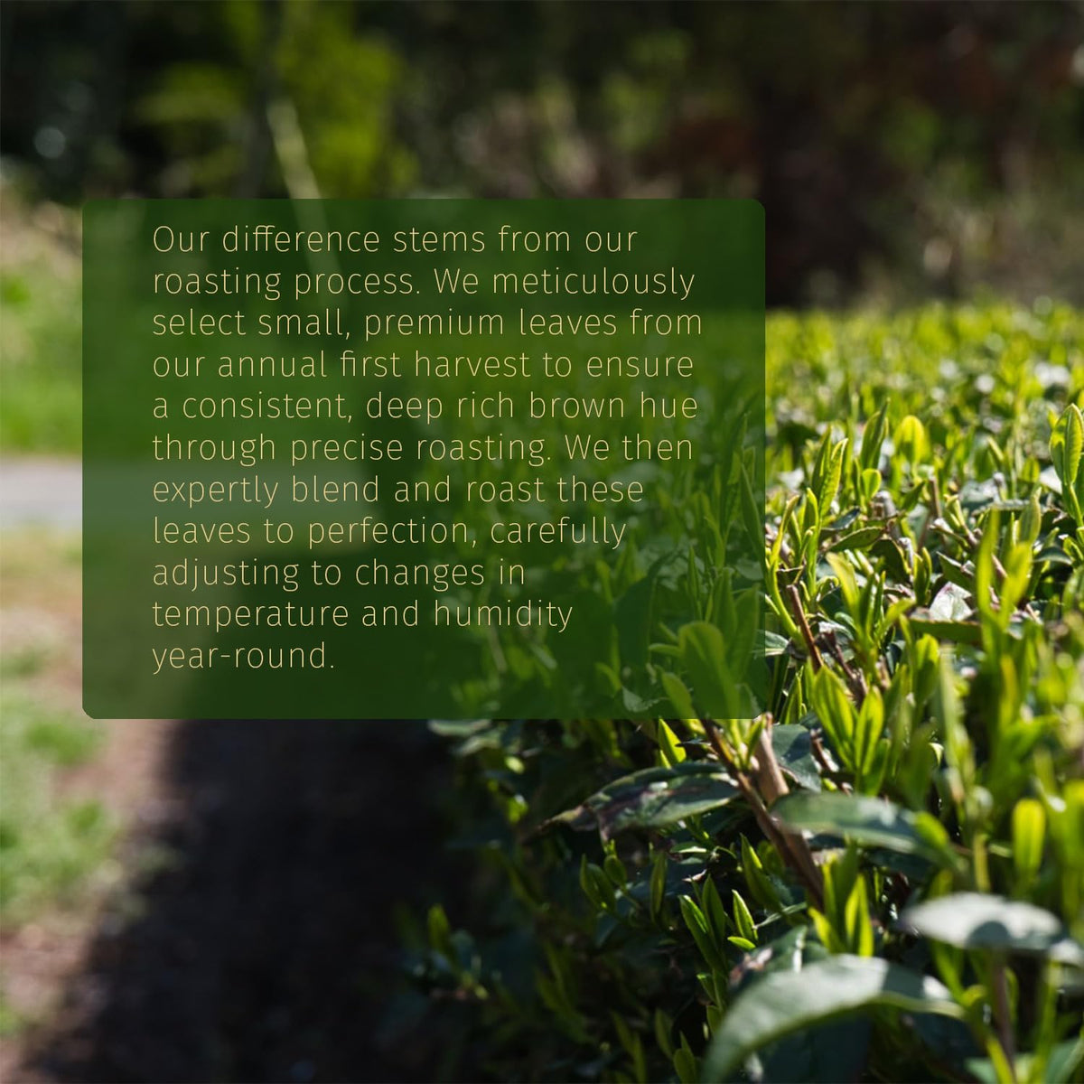 Midori Spring Hojicha powder used in desserts or baking for flavor