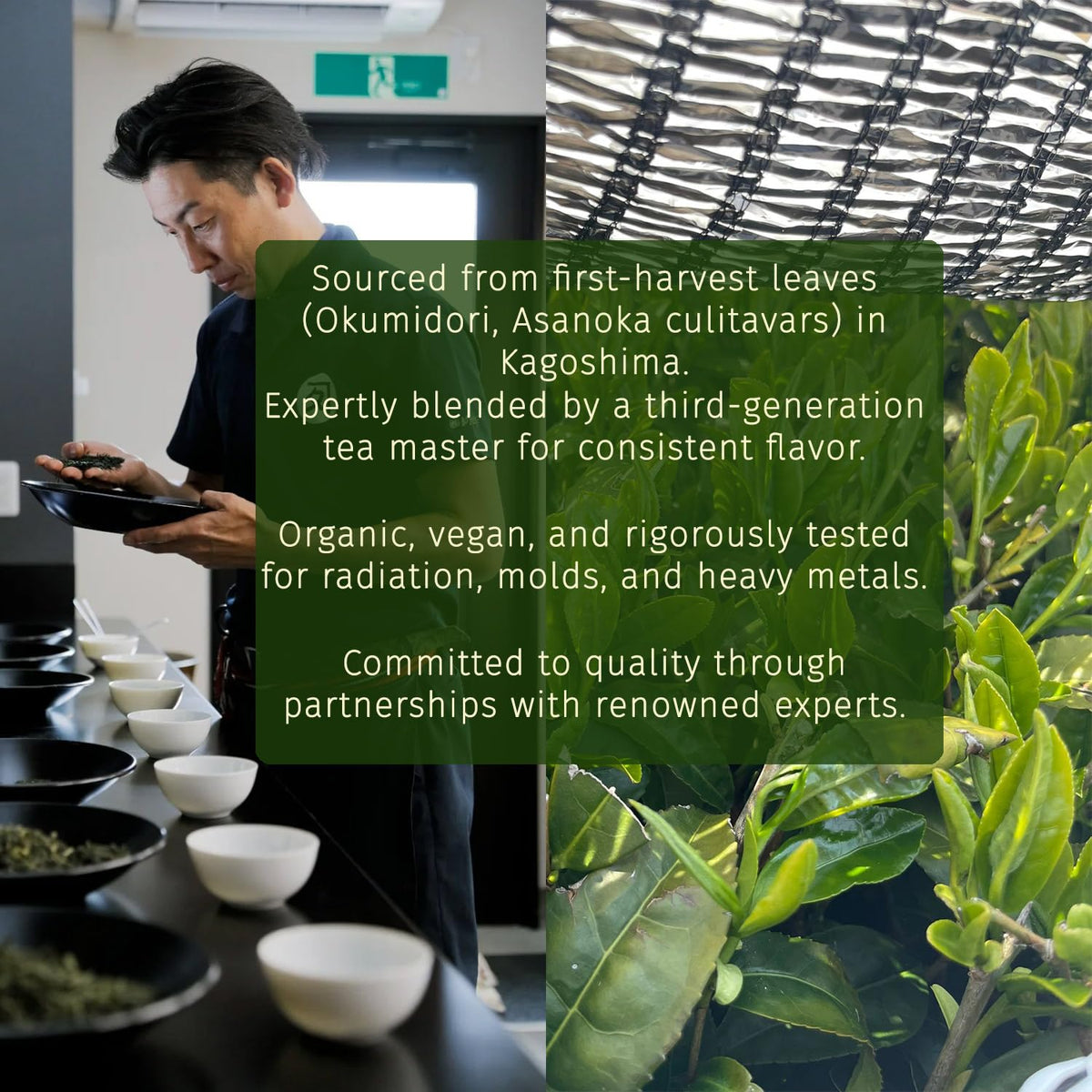 Traditional Mikage stone mill process producing delicate ceremonial-grade matcha