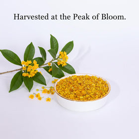 MOCKRAND Osmanthus tea brew reveals golden clarity with uplifting aroma.