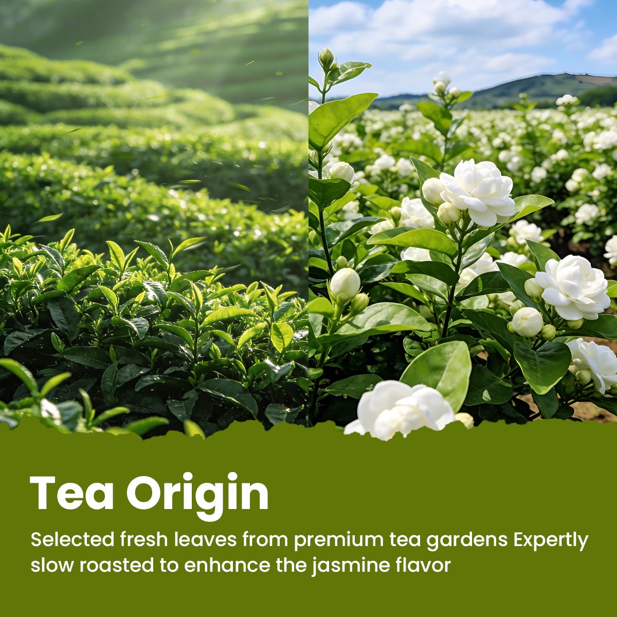 MODERN CHINA TEA SHOP Jasmine tin packaging preserves freshness